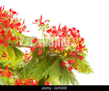 Blühende Delonix Regia, Flamme Baum, Zweige isoliert auf weißem Hintergrund Stockfoto