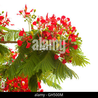 Blühende Delonix Regia, Flamme Baum, Zweige isoliert auf weißem Hintergrund Stockfoto