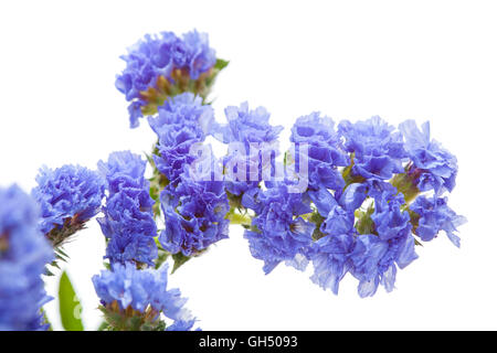 Limonium Sinuatum, Statice, blauen Blüten isoliert auf weißem Hintergrund Stockfoto