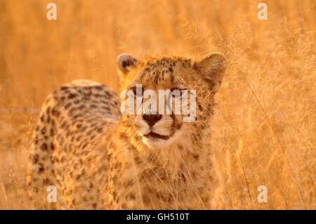 Zoologie/Tiere, Säugetiere (Mammalia), Geparden (Acinonyx jubatus) im hohen Gras der Kgalagadi Transfrontier Park, die Kalahari Wüste, Südafrika, Afrika, Additional-Rights - Clearance-Info - Not-Available Stockfoto