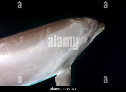 Gemeinsame große Tümmler, atlantische große Tümmler oder Afalina (Tursiops Truncatus) Schwarzmeer, Odessa, Ukraine Stockfoto