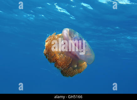 Blumenkohl-Quallen, Krone Krone oder Quallen Meer Gelee (Cephea Cephea) Indischer Ozean, Malediven Stockfoto