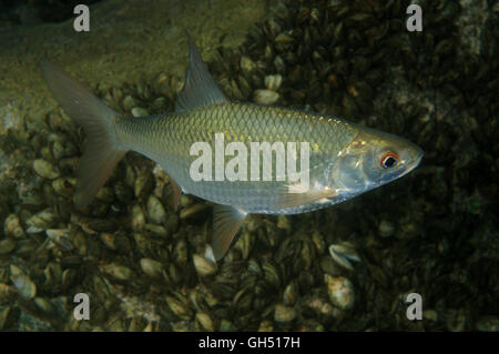 Gemeinsamen Rudd oder gemeinsame Roach (Scardinius Erythrophthalmus) Osteuropa Stockfoto