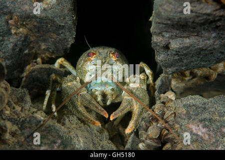 Europäischen Krebse, edle Krebse oder breit-fingriger Flusskrebs (Astacus Astacus) Osteuropa Stockfoto