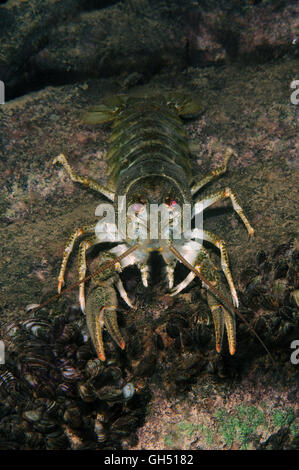 Europäischen Krebse, edle Krebse oder breit-fingriger Flusskrebs (Astacus Astacus) Osteuropa Stockfoto
