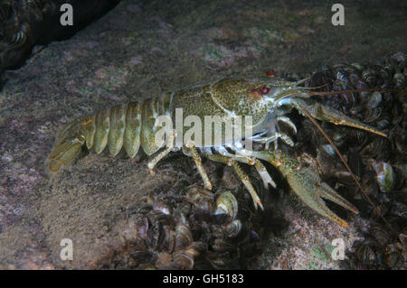 Europäischen Krebse, edle Krebse oder breit-fingriger Flusskrebs (Astacus Astacus) Osteuropa Stockfoto