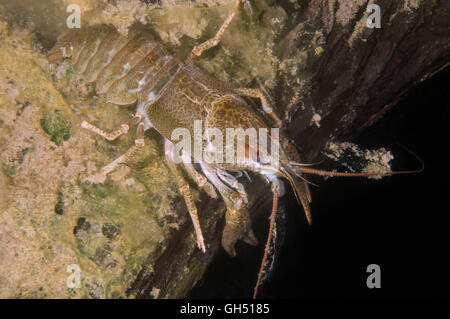 Europäischen Krebse, edle Krebse oder breit-fingriger Flusskrebs (Astacus Astacus) Osteuropa Stockfoto