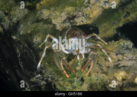 Europäischen Krebse, edle Krebse oder breit-fingriger Flusskrebs (Astacus Astacus) Osteuropa Stockfoto