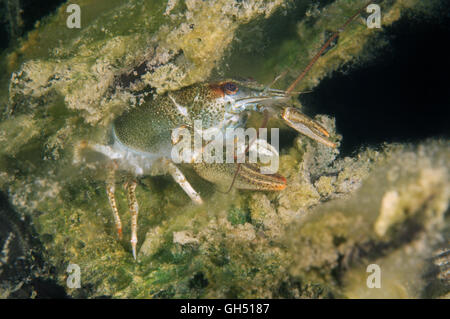 Europäischen Krebse, edle Krebse oder breit-fingriger Flusskrebs (Astacus Astacus) Osteuropa Stockfoto