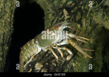 Europäischen Krebse, edle Krebse oder breit-fingriger Flusskrebs (Astacus Astacus) Osteuropa Stockfoto