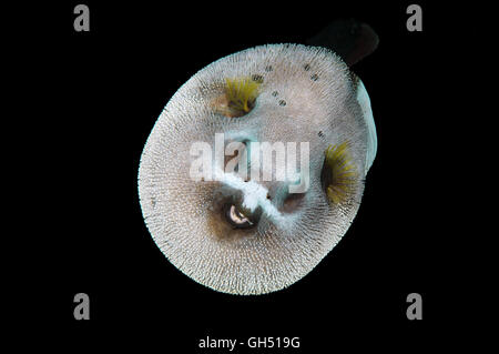 Blackspotted Puffer oder Hund-Kugelfisch (Arothron Nigropunctatus) Indo-Pazifik, Philippinen, Südostasien Stockfoto