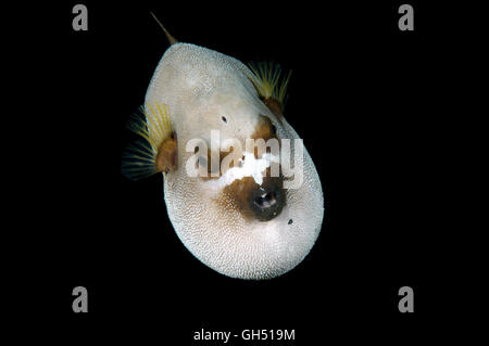 Blackspotted Puffer oder Hund-Kugelfisch (Arothron Nigropunctatus) Indo-Pazifik, Philippinen, Südostasien Stockfoto