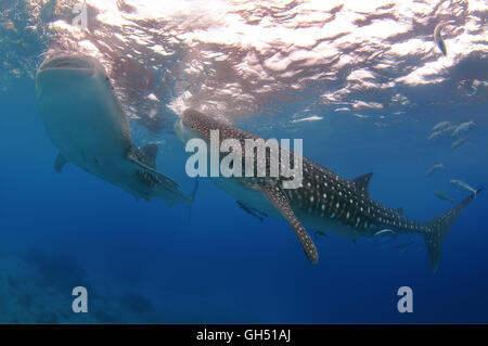 Zwei Walhai oder Aalen Hai (Rhincodon Typus) Indo-Pazifik, Philippinen, Südostasien Stockfoto