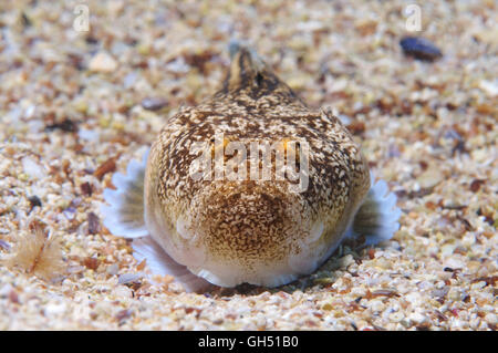 Atlantische Stargazer (Uranoscopus Scaber) liegt auf einem sandigen Boden, Schwarzes Meer Stockfoto