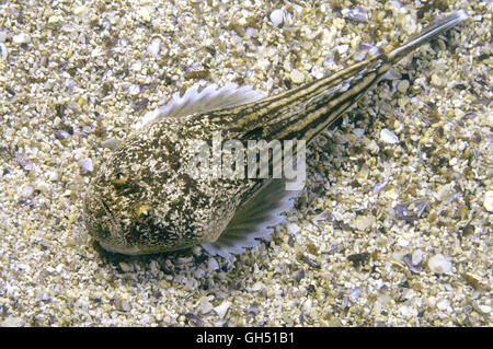 Atlantische Stargazer (Uranoscopus Scaber) liegt auf einem sandigen Boden, Schwarzes Meer Stockfoto