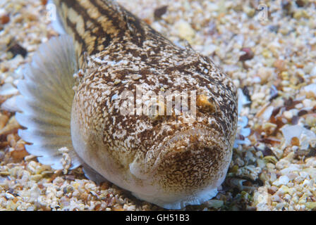 Atlantische Stargazer (Uranoscopus Scaber) liegt auf einem sandigen Boden, Schwarzes Meer Stockfoto