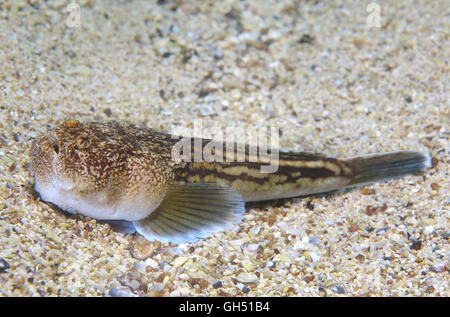 Atlantische Stargazer (Uranoscopus Scaber) liegt auf einem sandigen Boden, Schwarzes Meer Stockfoto