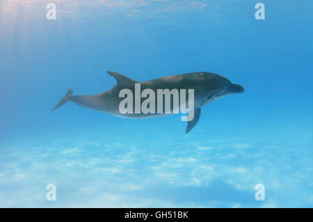 Gemeinsame große Tümmler, atlantische große Tümmler oder Afalina (Tursiops Truncatus) Delphinarium, Odessa, Ukraine Stockfoto