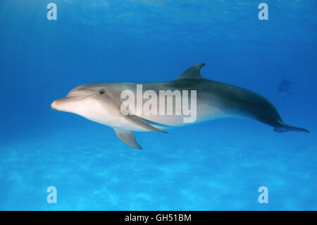 Gemeinsame große Tümmler, atlantische große Tümmler oder Afalina (Tursiops Truncatus) Delphinarium, Odessa, Ukraine Stockfoto