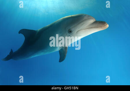 Gewöhnlicher großer Tümmler, Delfin im atlantischen Tümmler oder Afalina (Tursiops truncatus) Mittelmeer, Griechenland Stockfoto