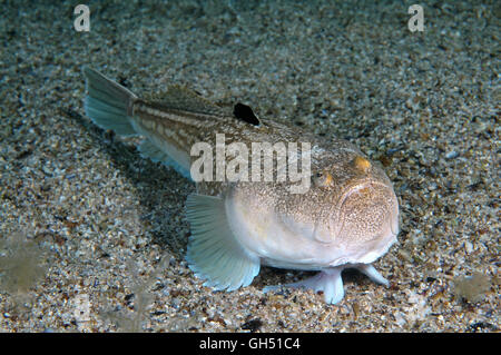 Atlantische Stargazer (Uranoscopus Scaber) liegt auf einem sandigen Boden, Schwarzes Meer Stockfoto