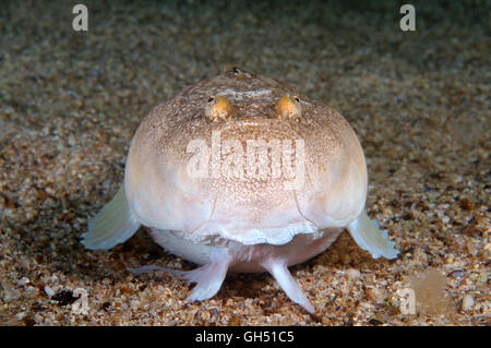 Porträt einer Atlantik Stargazer (Uranoscopus Scaber) Schwarzmeer Stockfoto