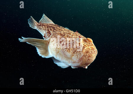 Atlantische Stargazer (Uranoscopus Scaber) schwimmt in der Wassersäule, Schwarzes Meer Stockfoto