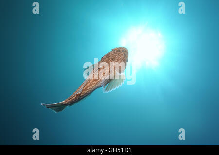 Atlantische Stargazer (Uranoscopus Scaber) schwimmt in der Wassersäule, Schwarzes Meer Stockfoto