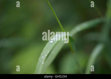 Ein Grashalm mit Wassertropfen drauf. Stockfoto