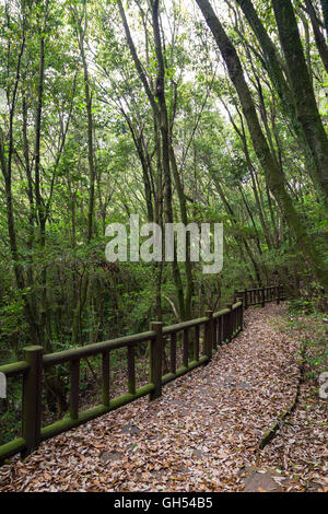 Gehweg voller Laub in einem üppig grünen Wald auf der Insel Jeju in Südkorea. Stockfoto