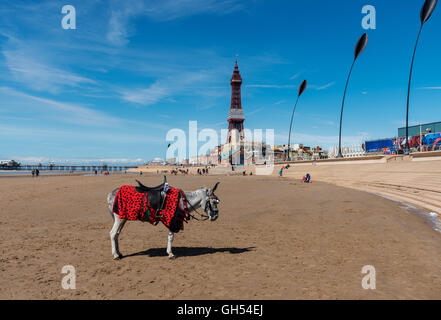 Esel reiten am Strand von Blackpool, England Stockfoto