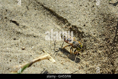 Insekt Wespe gräbt im Sand am Strand. Stockfoto