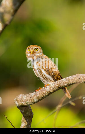 Eisenhaltige Pygmy Eule Glaucidium Brasilianum El Tuito, Jalisco, Mexiko 13 Juni Erwachsenen leptogrammica Stockfoto