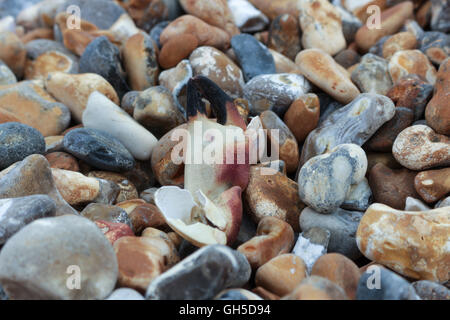 Krabbe-Zange gefunden am Strand von Seaford Stockfoto