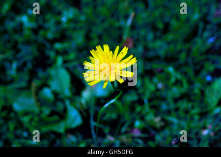 HAWK-BIT IN DER SONNE HOHEM DETAILGRAD. Stockfoto