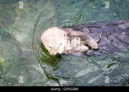 Eine weibliche Seeotter (Enhydra Lutris) im Vancouver Aquarium in Vancouver, British Columbia, Kanada. Stockfoto