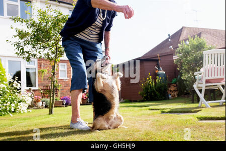 Ein Jack Russell Border Terrier Kreuz Rasse Hund im Garten spielt und lernt, für Lebensmittel in Gehorsam Test Fragen Stockfoto