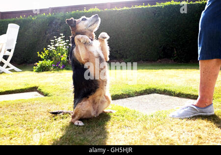 Ein Jack Russell Border Terrier Kreuz Rasse Hund im Garten spielt und lernt, für Lebensmittel in Gehorsam Test Fragen Stockfoto