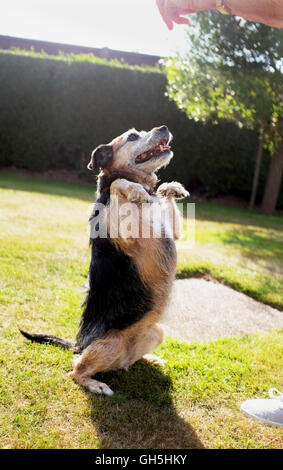 Ein Jack Russell Border Terrier Kreuz Rasse Hund im Garten spielt und lernt, für Lebensmittel in Gehorsam Test Fragen Stockfoto