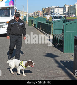 Polizei-Spürhund in Aktion mit Handler Brighton Seafront UK Stockfoto