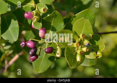 Botanik, Frucht der myrten (syzygy cordatum), Principal Nahrung Der gelblich gefärbtes Obst bat (Eidolon helvum), Kasanka Nationalpark, Sambia, Afrika, Additional-Rights - Clearance-Info - Not-Available Stockfoto