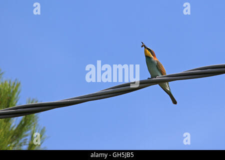 Biene-Esser oder Merops Apiaster Essen eine Biene thront auf einem Draht in Italien Gruccione von Ruth Schwan Stockfoto