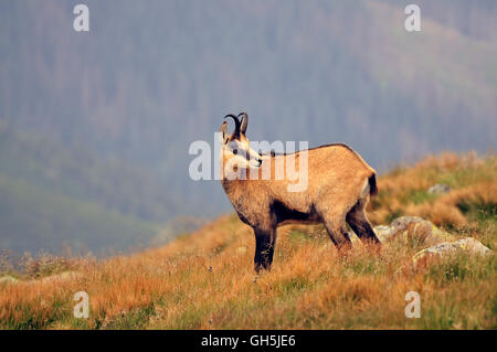 Zoologie/Tiere, Säugetiere (Mammalia), oder Tatragemse Tatragemse (rupicapra Rupicapra tatrica), Niedrige Tatra (Nizke Tatry), Slowakei, Europa, Additional-Rights - Clearance-Info - Not-Available Stockfoto