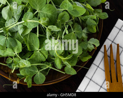 Junge Erbsen Pisum Sativum Pflanzen Stockfoto