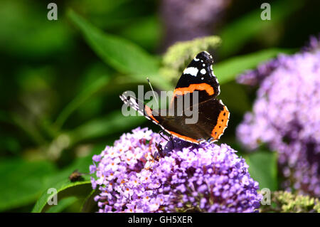 Schmetterling collectionn Stockfoto