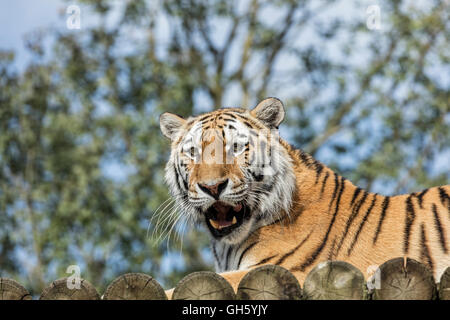 Sumatra Tiger liegenden nach unten auf eine hölzerne Fläche mit seinen Mund und Kiefer öffnen weit zeigt seine Zähne Stockfoto