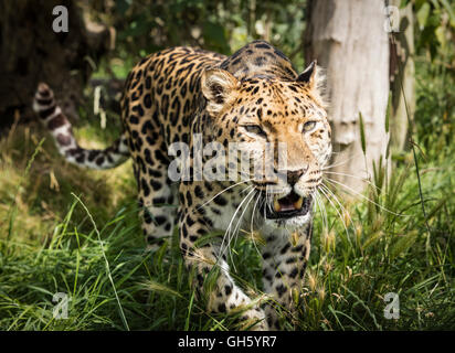 Amur-Leopard Nahaufnahme Bild mit Fokus Rasen und Bäume in der Ferne Stockfoto