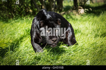 Athena ein schwarzer Jaguar Raubkatze der Wildlife Heritage Foundation in Kent Stockfoto