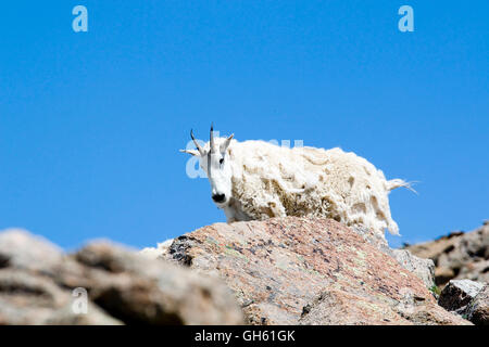 Bergziegen auf Mount Massive Colorado Stockfoto