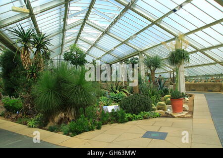 Wüstenpflanzen innerhalb der Princess of Wales Conservatory Royal Botanic Gardens, Kew, London, England, UK Stockfoto